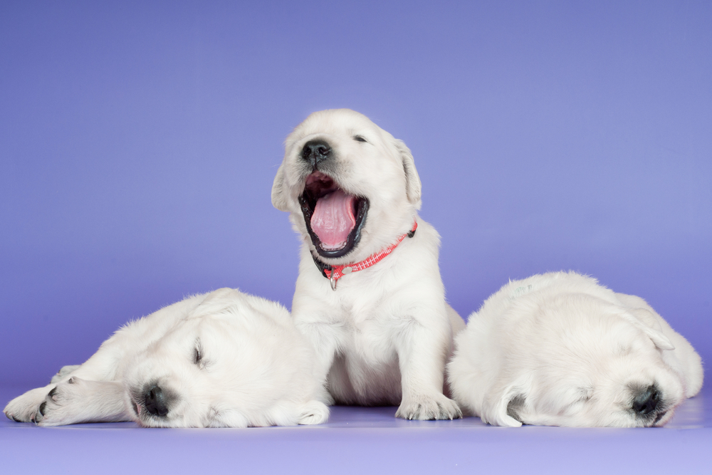 Keeping the Dogs Awake: How to Measure & Prove Customer Value